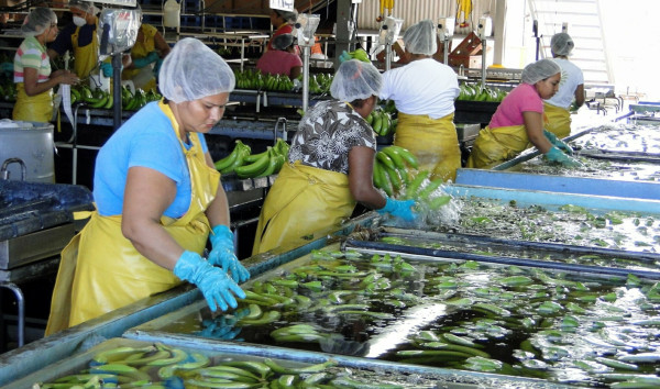 Bananeros esperan repunte de 1.6 millones de cajas en 2014