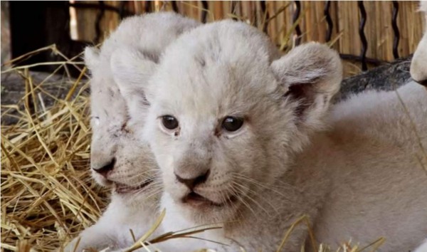 Cinco cachorros de león blanco presentados en Ucrania