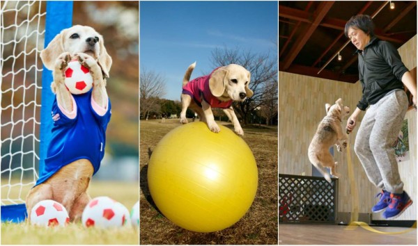 Purin, el perro de los Récords Guinness