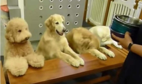 Video: Perros dan ejemplo de obediencia
