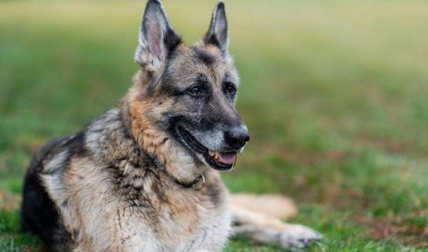 Muere 'Champ', el pastor alemán que acompañó a Joe Biden durante 13 años