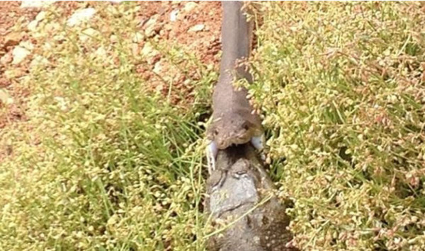Video: Serpiente pitón se come a un cocodrilo