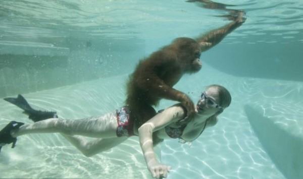 El orangután que bucea
