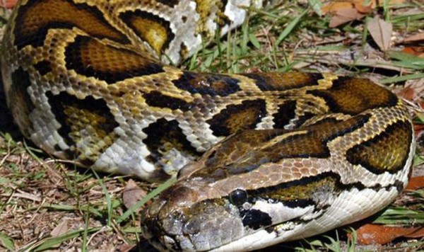 Serpiente ataca a un joven mientras estaba sentado en el baño