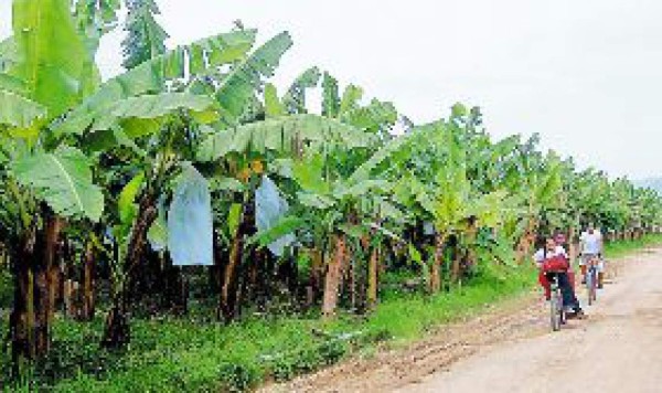 SAG busca sembrar banano orgánico en la zona sur