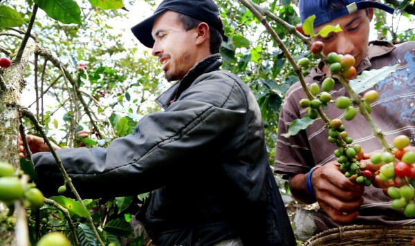 Reactivarán 120 manzanas de café que sufrieron pérdidas por la roya