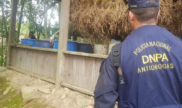 Honduras desmantela tres laboratorios para procesar hoja de coca