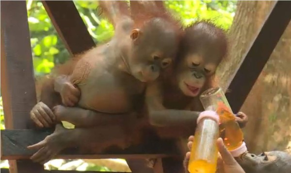 Escuela para orangutanes busca rescatar la especie