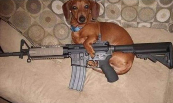 Un hombre en EUA dice a la Policía que su perro le disparó a su novia