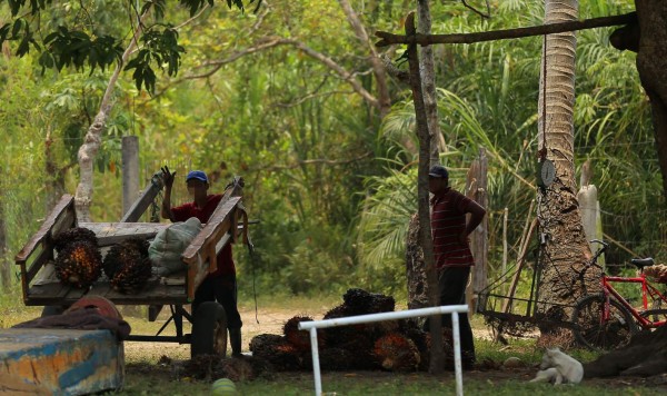 La palma aceitera también invade al parque Punta Izopo