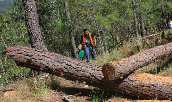 39,000 pinos han cortado por el gorgojo