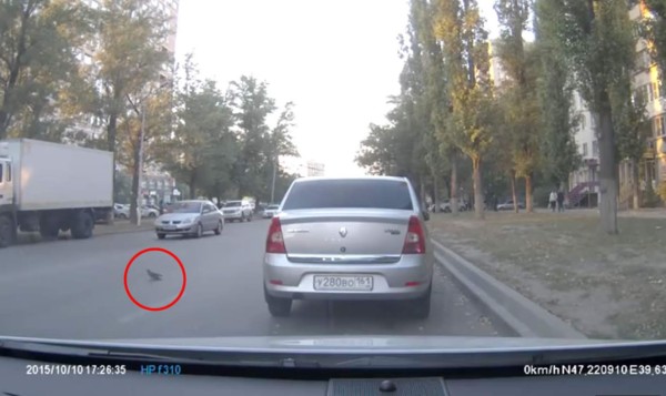 Paloma provoca triple accidente de tránsito