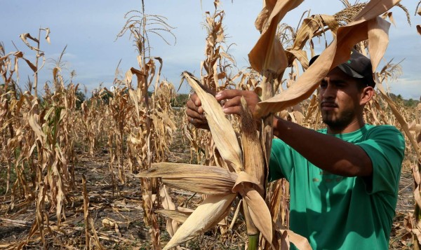 Solo el 20% de los productores cuenta con seguros agrícolas