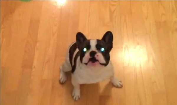 Pixel, el Bulldog Francés que lucha contra un 'cocodrilo'