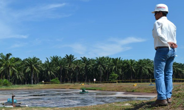 Honduras es líder mundial en generación de energía a base de palma