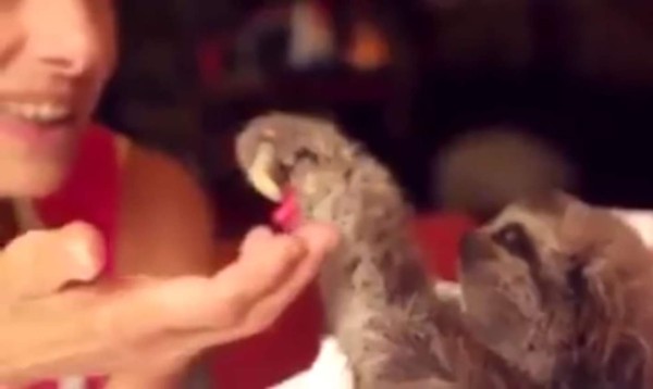 Así enamora un oso perezoso a una joven