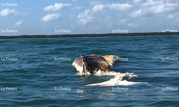 Encuentran a Gran Berta, la ballena de 21 metros que murió en Tela