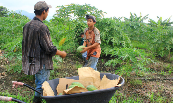 Unos L20 millones de cultivos hay en el norte de Choloma
