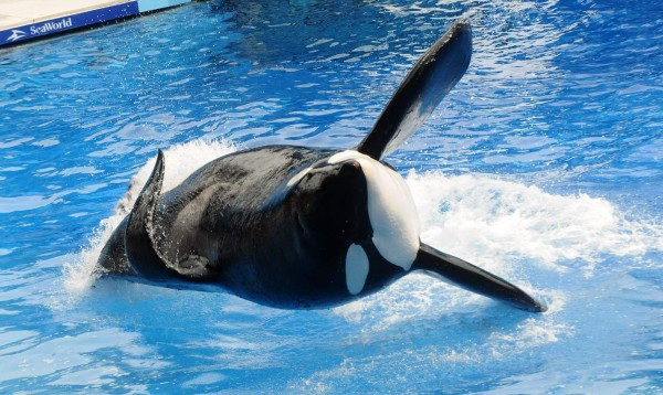 Murió la orca Tilikum, que inspiró el documental 'Blackfish'