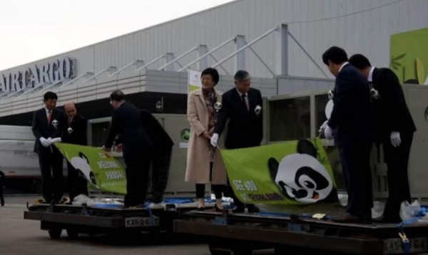 Pandas chinos recibidos con honores en Corea del Sur
