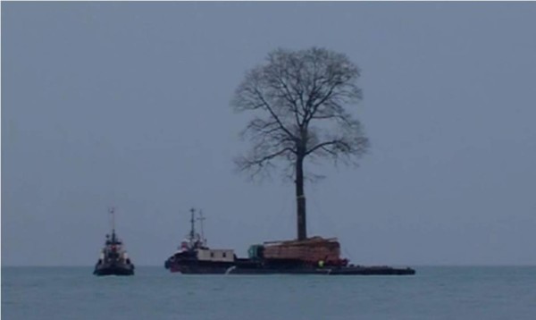 Multimillonario traslada gigantesco árbol en barco