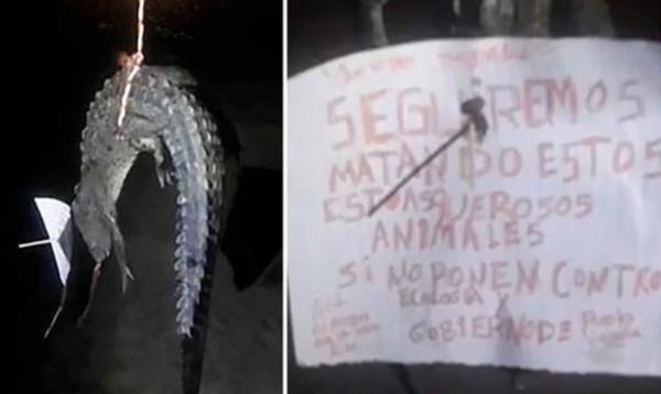 Cuelgan a cocodrilo y le dejan un cartel con la causa de su muerte