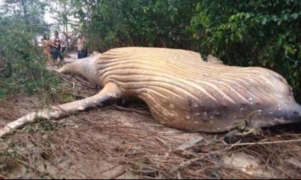 Insólito: Hallan una ballena en medio de la selva del Amazonas