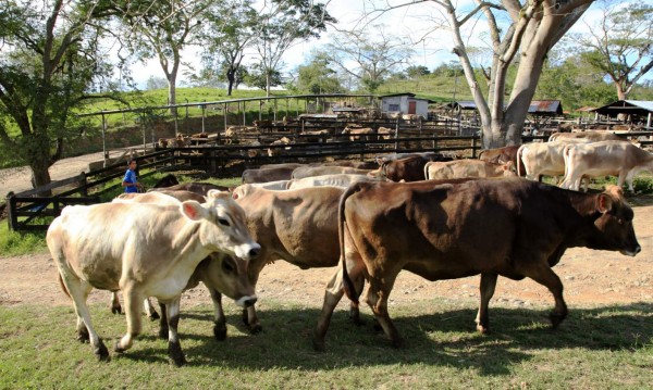 Detectan enfermedad en ganado de Honduras