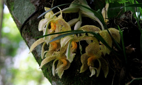 Orquideario, atracción en montañas de Las Vegas, Santa Bárbara