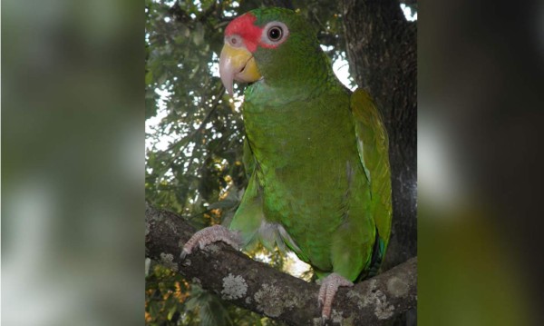 Identifican en México una nueva especie de loro de plumaje azul
