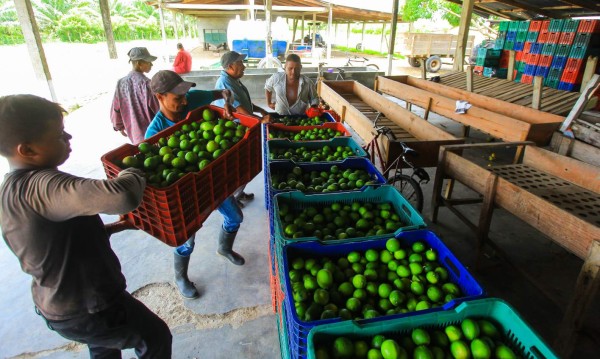 Cítricos generan 20,000 empleos en valle del Aguán