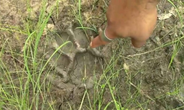 Tigre bengala escapa y pone en alerta al sur de México