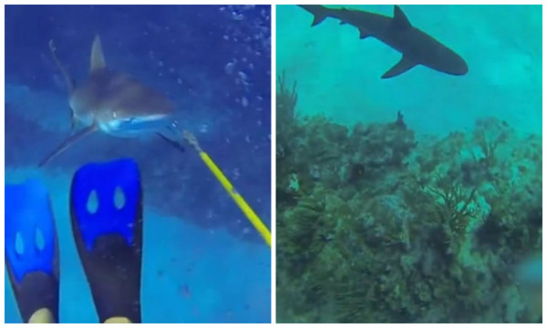 Escapa del ataque de un tiburón y lo graba