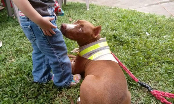 Sampedranos se unirán por un 'no al maltrato animal'