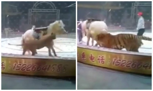 Desgarrador video del ataque de un tigre y una leona en un circo chino