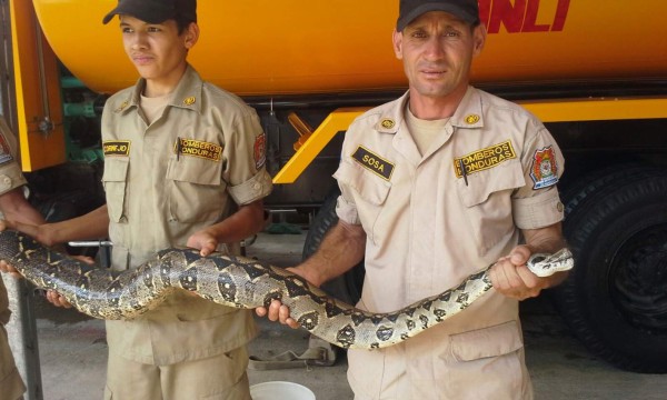 Bomberos atrapan boa en Danlí, El Paraíso