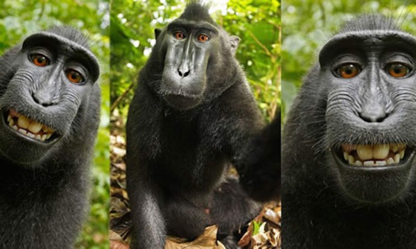 El macaco indonesio que se hizo un selfi, nombrado 'personalidad del año'