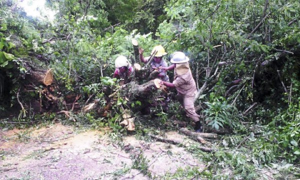 En el barrio Calona de Juticalpa, Olancho, un frondoso árbol cayó por las lluvias, por lo que los bomberos acudieron a la zona para habilitar el paso.