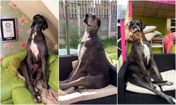 El perro más grande del mundo