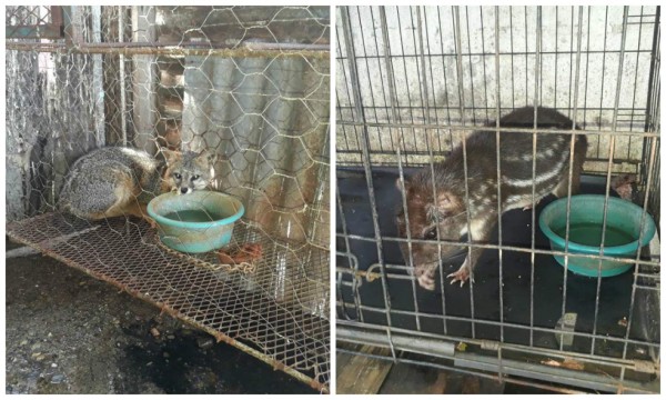 Decomisan animales silvestres en restaurante de Siguatepeque