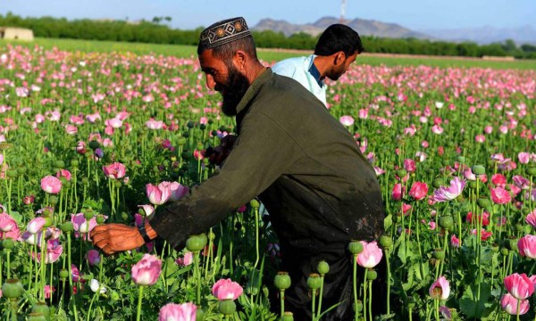 Drogas y talibanes: El problema de la heroína en Afganistán  