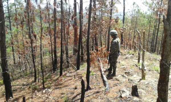 Detienen a ocho personas por dañar el bosque