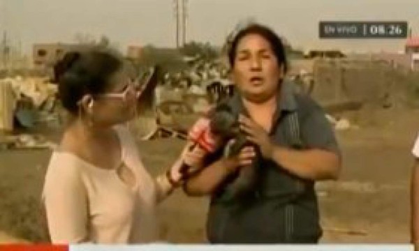 Mujer amamanta a cerdito en transmisión en vivo