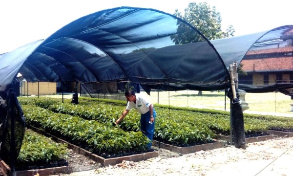 ICF reforesta 260 hectáreas de bosque