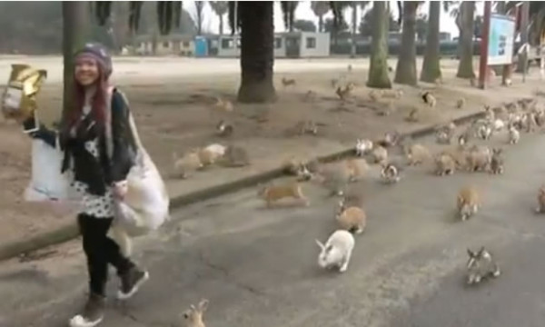 Vídeo: Estampida de conejos se abalanza contra una mujer en Japón