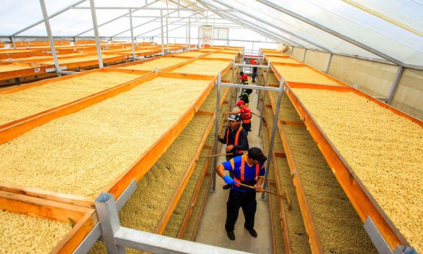Productores hondureños exportan más cafés especiales