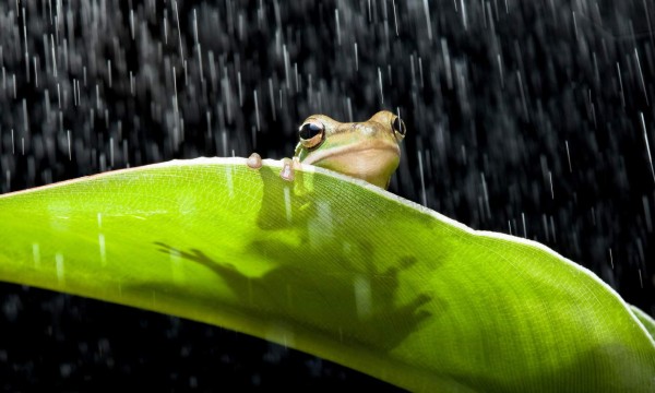 Los sapos detectan la lluvia por la vibración