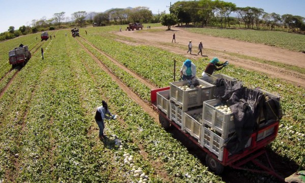Meloneras prevén captar L2,500 millones por envíos