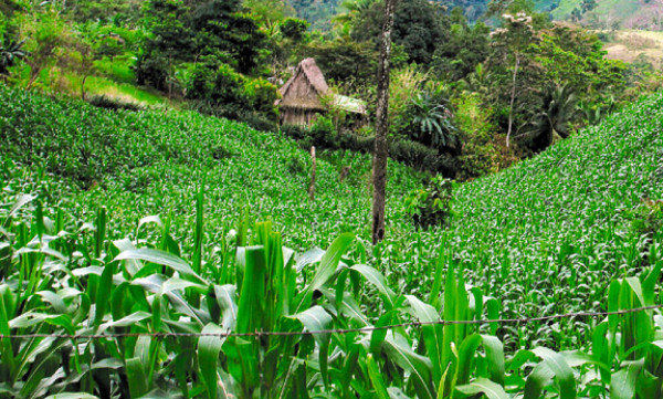 Agroquímicos atentan contra El Merendón