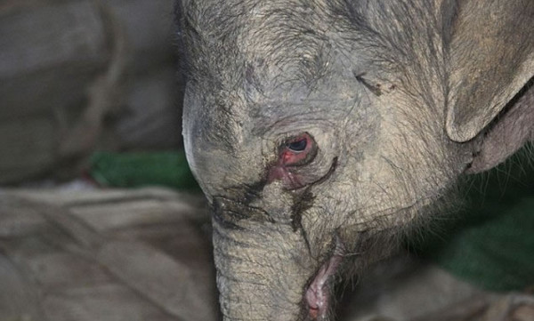 Bebé elefante llora por 5 horas al ser rechazado por su madre